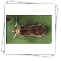 Lepidottero parassita di Opunzia, adulto