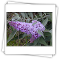 Buddleia